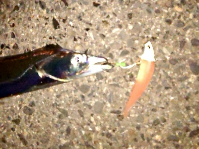 ワインドでタチウオ