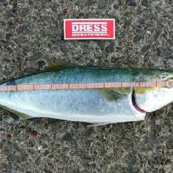 ようやくバラさずハマチ！