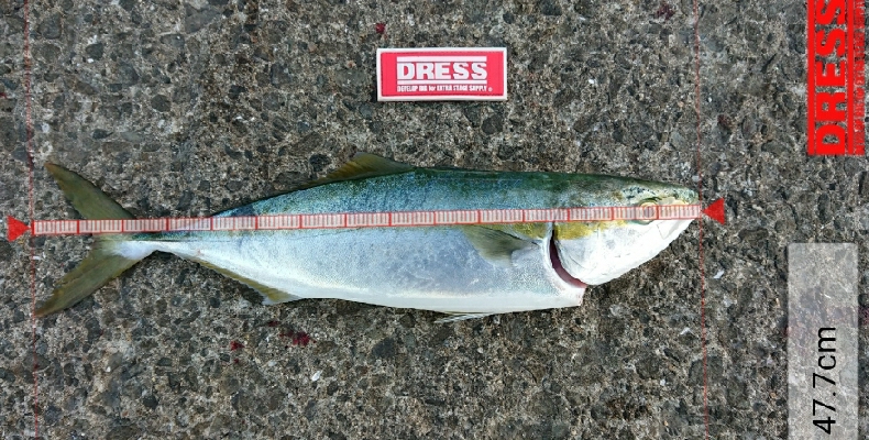 ようやくバラさずハマチ！