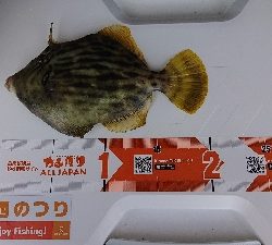 投げ釣り カレイ釣り