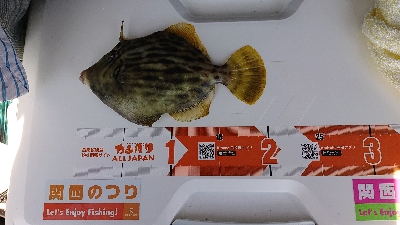 投げ釣り カレイ釣り