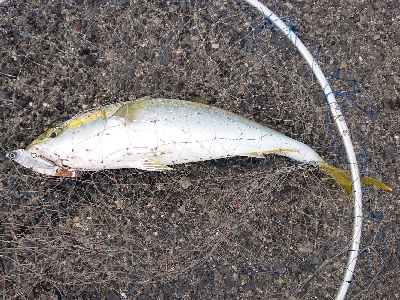 激渋の中、なんとか