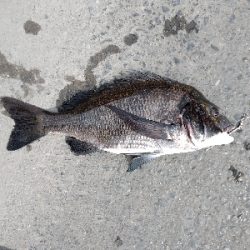 やっとかめのクロダイ