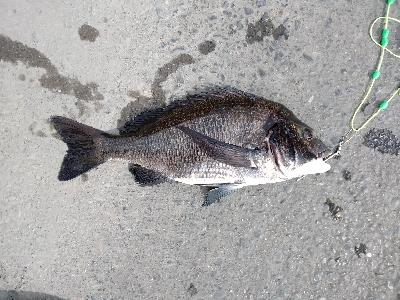 やっとかめのクロダイ