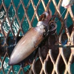 爆風&荒波!ヤエン&ジグサビキ5種目