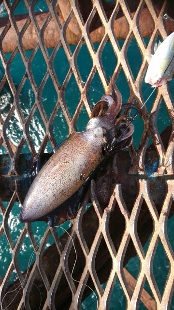 爆風＆荒波！ヤエン＆ジグサビキ5種目