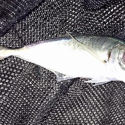 アジ最大28cm弱ですが数は…