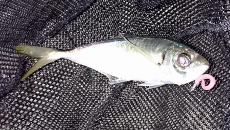 アジ最大28cm弱ですが数は…