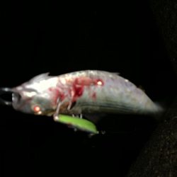 ミノーで勝負！