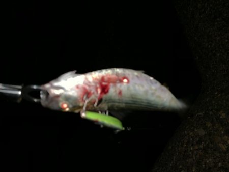 ミノーで勝負！