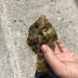 タチウオさん…？