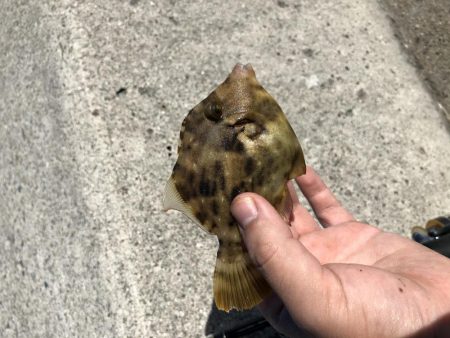 タチウオさん…？