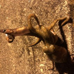 アジングとエギング