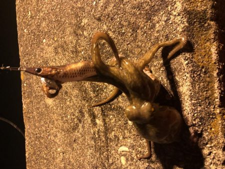 アジングとエギング