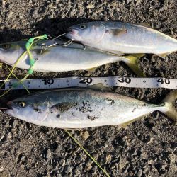 太刀魚とのませで青物狙い