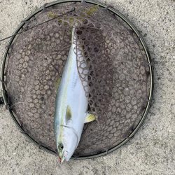 青物がどうしても釣りたくて