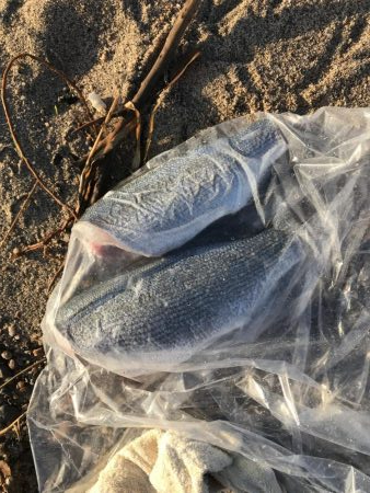 荒れ気味サーフ