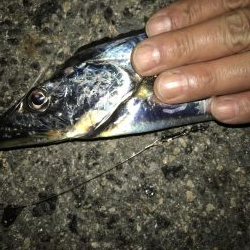 今年初の二けた