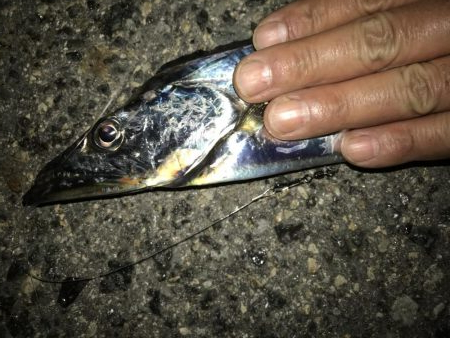 今年初の二けた