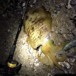 ちょっとだけ遠征エギング