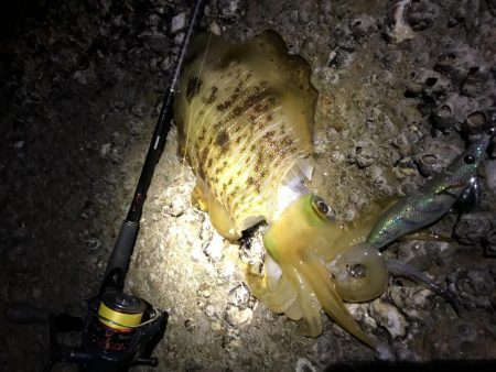 ちょっとだけ遠征エギング