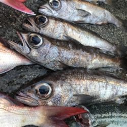 中深海と鯛ラバ