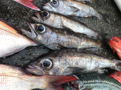 中深海と鯛ラバ