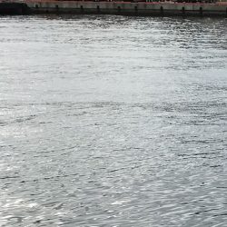 11月22日神戸太刀魚