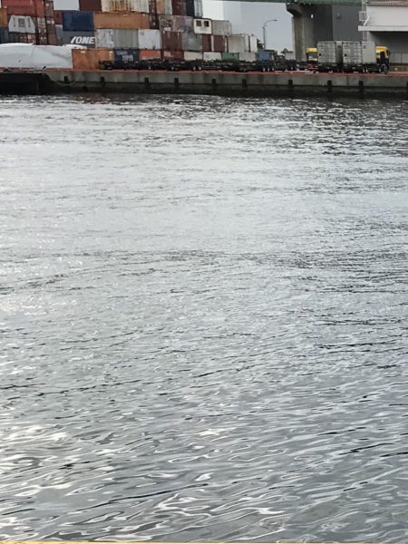 11月22日神戸太刀魚