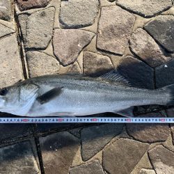 今年ラスト釣行。