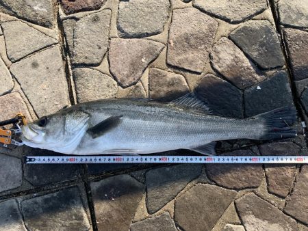 今年ラスト釣行。