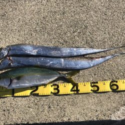 ぎりぎりハマチ