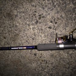 食コンのタチウオ居る？