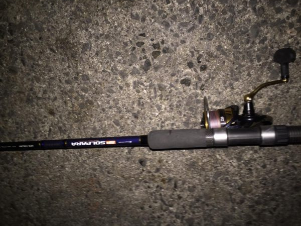 食コンのタチウオ居る？