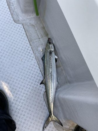 オフショアジギング　タチパターン