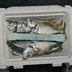 アジング練習 65