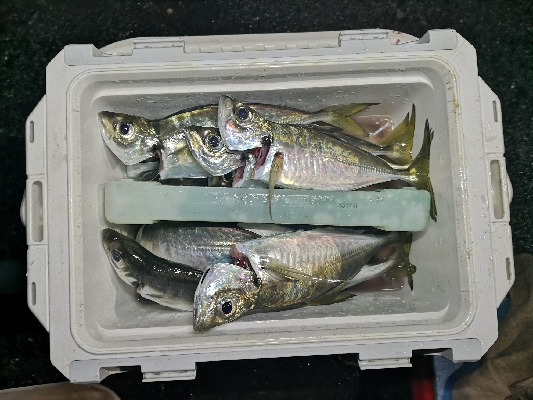 アジング練習 65