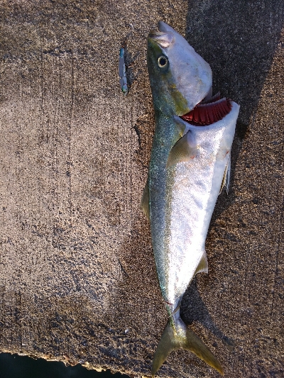 まさかのメジロ