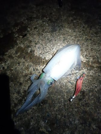 イカの気持ち５