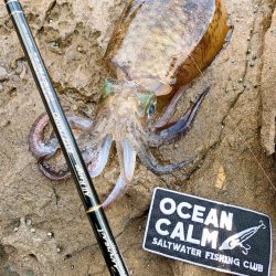 ライトゲーム、エギング