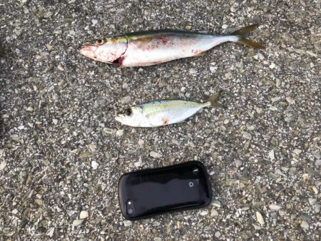 青物当たり連発