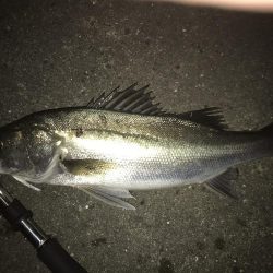 シーバスナイトゲーム秋爆体験