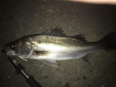 シーバスナイトゲーム秋爆体験