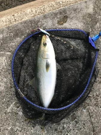 朝マズメ  にて