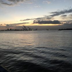 タチウオ終わり？