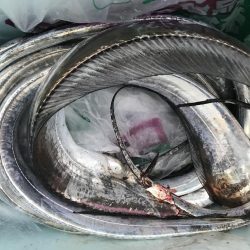 今日は、始めだけでした。