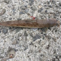 加太漁港で大型青物