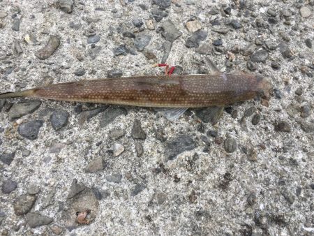 加太漁港で大型青物