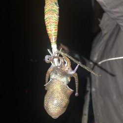 アオリ ５００オーバー