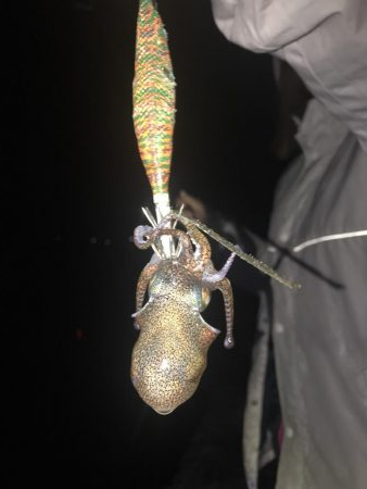 アオリ ５００オーバー